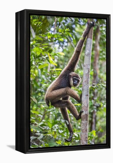 Indonesia, Central Kalimatan, Tanjung Puting National Park. a Bornean White-Bearded Gibbon.-Nigel Pavitt-Framed Premier Image Canvas
