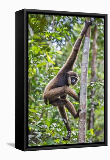 Indonesia, Central Kalimatan, Tanjung Puting National Park. a Bornean White-Bearded Gibbon.-Nigel Pavitt-Framed Premier Image Canvas