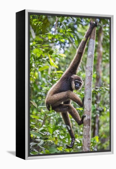 Indonesia, Central Kalimatan, Tanjung Puting National Park. a Bornean White-Bearded Gibbon.-Nigel Pavitt-Framed Premier Image Canvas