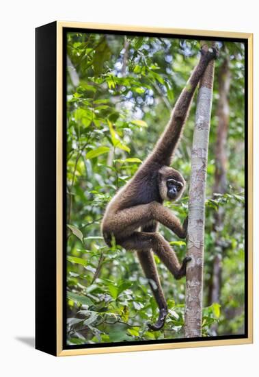 Indonesia, Central Kalimatan, Tanjung Puting National Park. a Bornean White-Bearded Gibbon.-Nigel Pavitt-Framed Premier Image Canvas