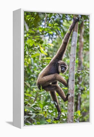 Indonesia, Central Kalimatan, Tanjung Puting National Park. a Bornean White-Bearded Gibbon.-Nigel Pavitt-Framed Premier Image Canvas