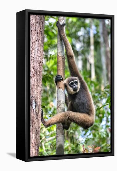 Indonesia, Central Kalimatan, Tanjung Puting National Park. a Bornean White-Bearded Gibbon.-Nigel Pavitt-Framed Premier Image Canvas