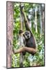 Indonesia, Central Kalimatan, Tanjung Puting National Park. a Bornean White-Bearded Gibbon.-Nigel Pavitt-Mounted Photographic Print