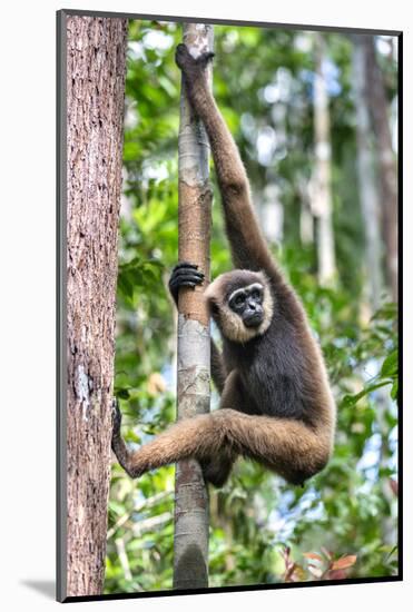 Indonesia, Central Kalimatan, Tanjung Puting National Park. a Bornean White-Bearded Gibbon.-Nigel Pavitt-Mounted Photographic Print