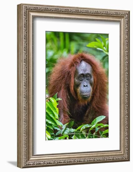 Indonesia, Central Kalimatan, Tanjung Puting National Park. a Female Bornean Orangutan.-Nigel Pavitt-Framed Photographic Print