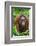 Indonesia, Central Kalimatan, Tanjung Puting National Park. a Female Bornean Orangutan.-Nigel Pavitt-Framed Photographic Print