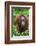 Indonesia, Central Kalimatan, Tanjung Puting National Park. a Female Bornean Orangutan.-Nigel Pavitt-Framed Photographic Print