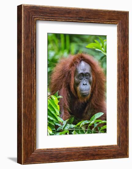 Indonesia, Central Kalimatan, Tanjung Puting National Park. a Female Bornean Orangutan.-Nigel Pavitt-Framed Photographic Print