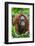 Indonesia, Central Kalimatan, Tanjung Puting National Park. a Female Bornean Orangutan.-Nigel Pavitt-Framed Photographic Print