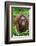 Indonesia, Central Kalimatan, Tanjung Puting National Park. a Female Bornean Orangutan.-Nigel Pavitt-Framed Photographic Print