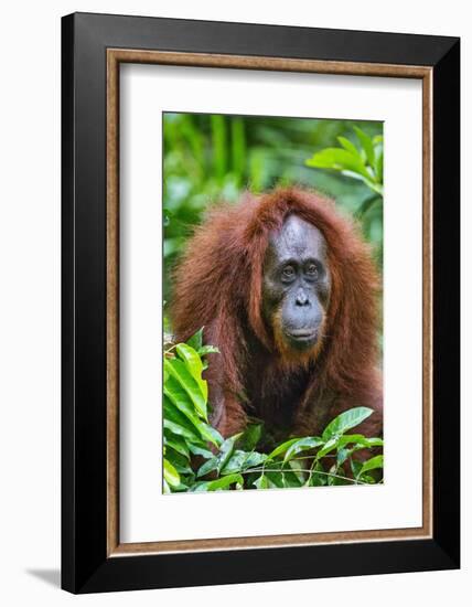 Indonesia, Central Kalimatan, Tanjung Puting National Park. a Female Bornean Orangutan.-Nigel Pavitt-Framed Photographic Print