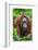 Indonesia, Central Kalimatan, Tanjung Puting National Park. a Female Bornean Orangutan.-Nigel Pavitt-Framed Photographic Print