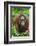 Indonesia, Central Kalimatan, Tanjung Puting National Park. a Female Bornean Orangutan.-Nigel Pavitt-Framed Photographic Print