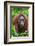 Indonesia, Central Kalimatan, Tanjung Puting National Park. a Female Bornean Orangutan.-Nigel Pavitt-Framed Photographic Print