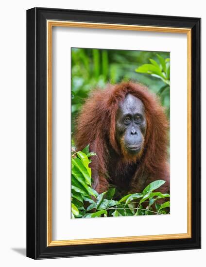 Indonesia, Central Kalimatan, Tanjung Puting National Park. a Female Bornean Orangutan.-Nigel Pavitt-Framed Photographic Print