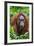 Indonesia, Central Kalimatan, Tanjung Puting National Park. a Female Bornean Orangutan.-Nigel Pavitt-Framed Photographic Print