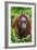 Indonesia, Central Kalimatan, Tanjung Puting National Park. a Female Bornean Orangutan.-Nigel Pavitt-Framed Photographic Print