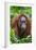 Indonesia, Central Kalimatan, Tanjung Puting National Park. a Female Bornean Orangutan.-Nigel Pavitt-Framed Photographic Print