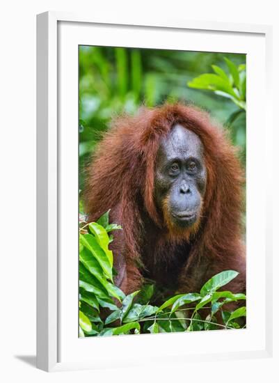 Indonesia, Central Kalimatan, Tanjung Puting National Park. a Female Bornean Orangutan.-Nigel Pavitt-Framed Photographic Print