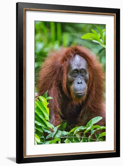 Indonesia, Central Kalimatan, Tanjung Puting National Park. a Female Bornean Orangutan.-Nigel Pavitt-Framed Photographic Print