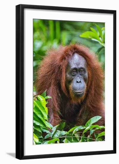 Indonesia, Central Kalimatan, Tanjung Puting National Park. a Female Bornean Orangutan.-Nigel Pavitt-Framed Photographic Print