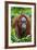 Indonesia, Central Kalimatan, Tanjung Puting National Park. a Female Bornean Orangutan.-Nigel Pavitt-Framed Photographic Print