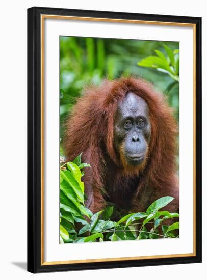 Indonesia, Central Kalimatan, Tanjung Puting National Park. a Female Bornean Orangutan.-Nigel Pavitt-Framed Photographic Print