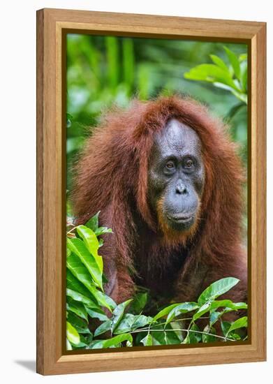 Indonesia, Central Kalimatan, Tanjung Puting National Park. a Female Bornean Orangutan.-Nigel Pavitt-Framed Premier Image Canvas