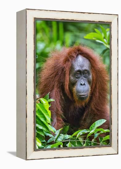 Indonesia, Central Kalimatan, Tanjung Puting National Park. a Female Bornean Orangutan.-Nigel Pavitt-Framed Premier Image Canvas