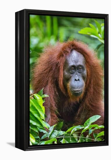 Indonesia, Central Kalimatan, Tanjung Puting National Park. a Female Bornean Orangutan.-Nigel Pavitt-Framed Premier Image Canvas