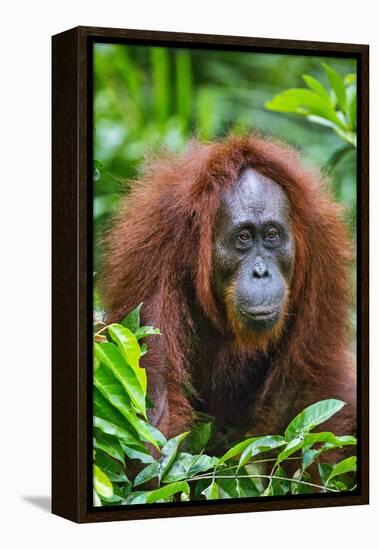 Indonesia, Central Kalimatan, Tanjung Puting National Park. a Female Bornean Orangutan.-Nigel Pavitt-Framed Premier Image Canvas