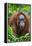 Indonesia, Central Kalimatan, Tanjung Puting National Park. a Female Bornean Orangutan.-Nigel Pavitt-Framed Premier Image Canvas
