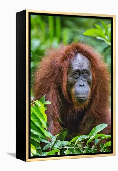 Indonesia, Central Kalimatan, Tanjung Puting National Park. a Female Bornean Orangutan.-Nigel Pavitt-Framed Premier Image Canvas