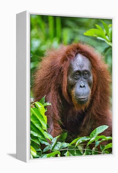 Indonesia, Central Kalimatan, Tanjung Puting National Park. a Female Bornean Orangutan.-Nigel Pavitt-Framed Premier Image Canvas