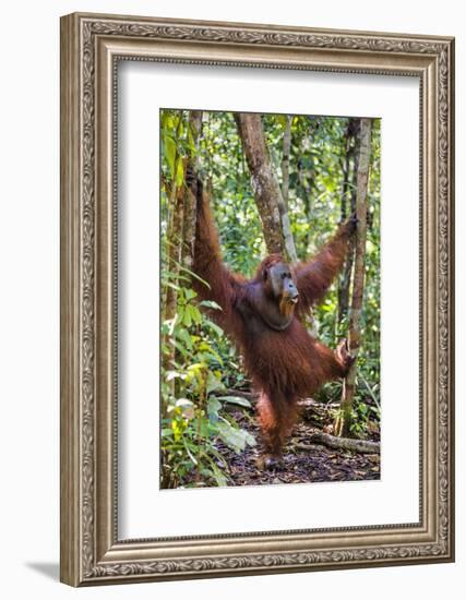 Indonesia, Central Kalimatan, Tanjung Puting National Park. a Male Orangutan Calling.-Nigel Pavitt-Framed Photographic Print