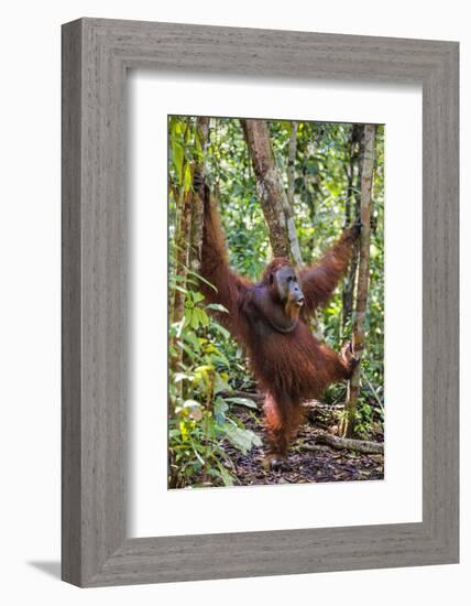 Indonesia, Central Kalimatan, Tanjung Puting National Park. a Male Orangutan Calling.-Nigel Pavitt-Framed Photographic Print