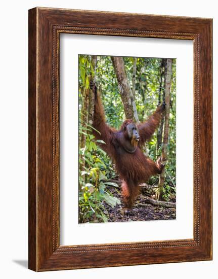 Indonesia, Central Kalimatan, Tanjung Puting National Park. a Male Orangutan Calling.-Nigel Pavitt-Framed Photographic Print