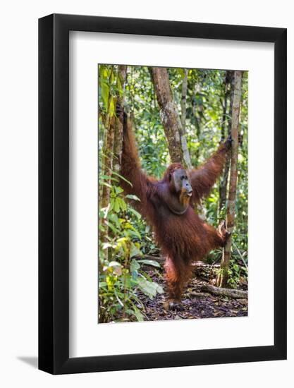 Indonesia, Central Kalimatan, Tanjung Puting National Park. a Male Orangutan Calling.-Nigel Pavitt-Framed Photographic Print