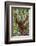 Indonesia, Central Kalimatan, Tanjung Puting National Park. a Male Orangutan Calling.-Nigel Pavitt-Framed Photographic Print