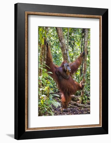 Indonesia, Central Kalimatan, Tanjung Puting National Park. a Male Orangutan Calling.-Nigel Pavitt-Framed Photographic Print