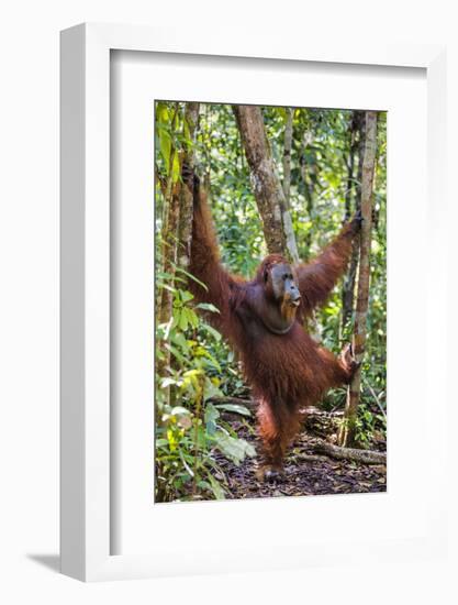 Indonesia, Central Kalimatan, Tanjung Puting National Park. a Male Orangutan Calling.-Nigel Pavitt-Framed Photographic Print