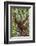 Indonesia, Central Kalimatan, Tanjung Puting National Park. a Male Orangutan Calling.-Nigel Pavitt-Framed Photographic Print