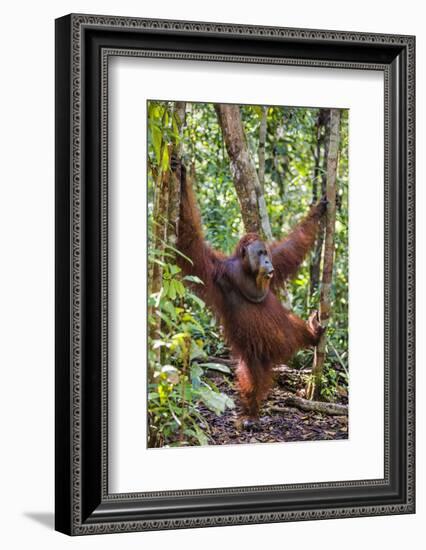 Indonesia, Central Kalimatan, Tanjung Puting National Park. a Male Orangutan Calling.-Nigel Pavitt-Framed Photographic Print