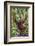 Indonesia, Central Kalimatan, Tanjung Puting National Park. a Male Orangutan Calling.-Nigel Pavitt-Framed Photographic Print