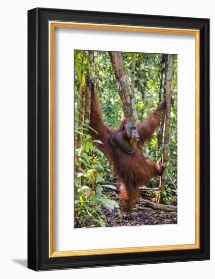 Indonesia, Central Kalimatan, Tanjung Puting National Park. a Male Orangutan Calling.-Nigel Pavitt-Framed Photographic Print