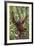 Indonesia, Central Kalimatan, Tanjung Puting National Park. a Male Orangutan Calling.-Nigel Pavitt-Framed Photographic Print