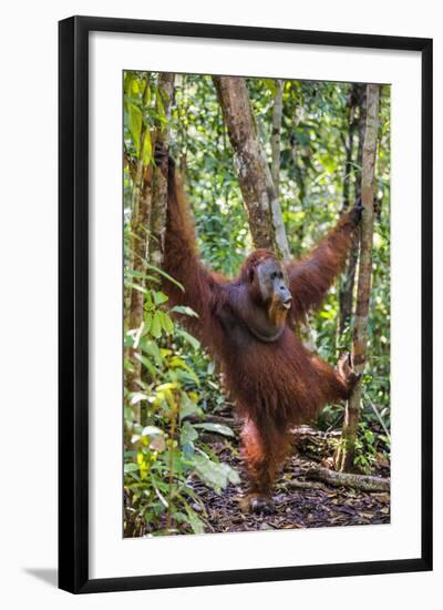 Indonesia, Central Kalimatan, Tanjung Puting National Park. a Male Orangutan Calling.-Nigel Pavitt-Framed Photographic Print