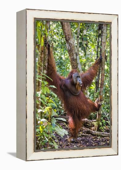 Indonesia, Central Kalimatan, Tanjung Puting National Park. a Male Orangutan Calling.-Nigel Pavitt-Framed Premier Image Canvas