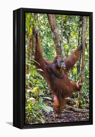 Indonesia, Central Kalimatan, Tanjung Puting National Park. a Male Orangutan Calling.-Nigel Pavitt-Framed Premier Image Canvas