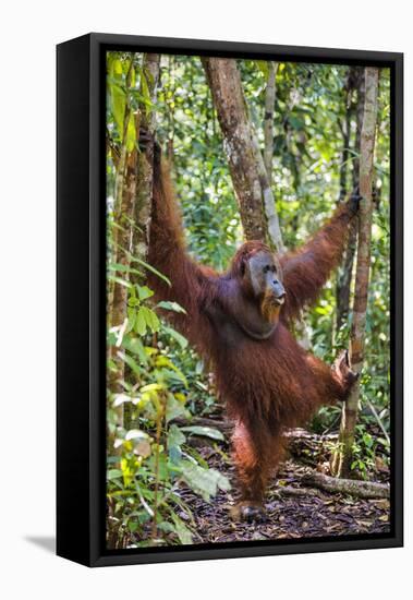 Indonesia, Central Kalimatan, Tanjung Puting National Park. a Male Orangutan Calling.-Nigel Pavitt-Framed Premier Image Canvas